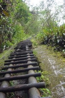 a wooden ladder in a forest
