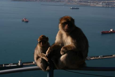a monkey sitting on a railing