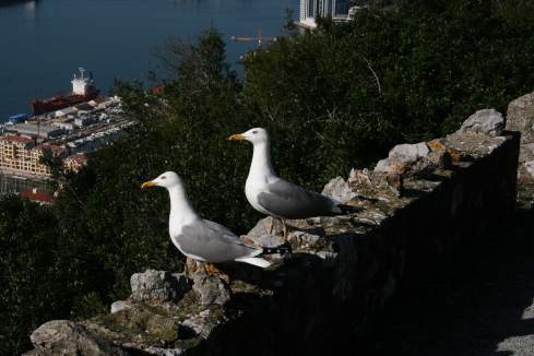 a couple of seagulls on a rock wall