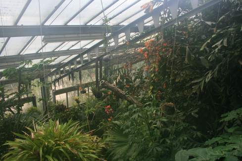 a greenhouse with plants and flowers