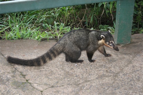 a raccoon walking on concrete
