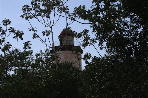 a tower surrounded by trees