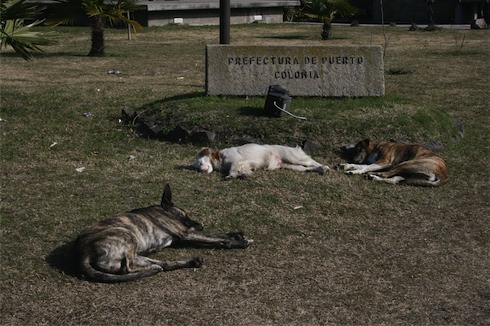 a group of dogs lying on the grass