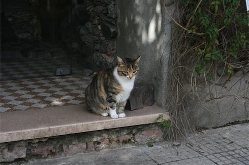 a cat sitting on a stone ledge