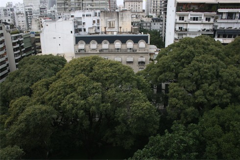 a group of trees in a city