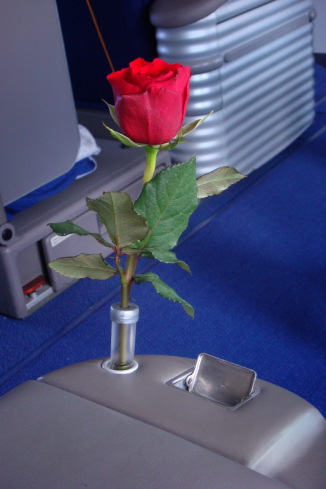 a rose in a tube on a seat