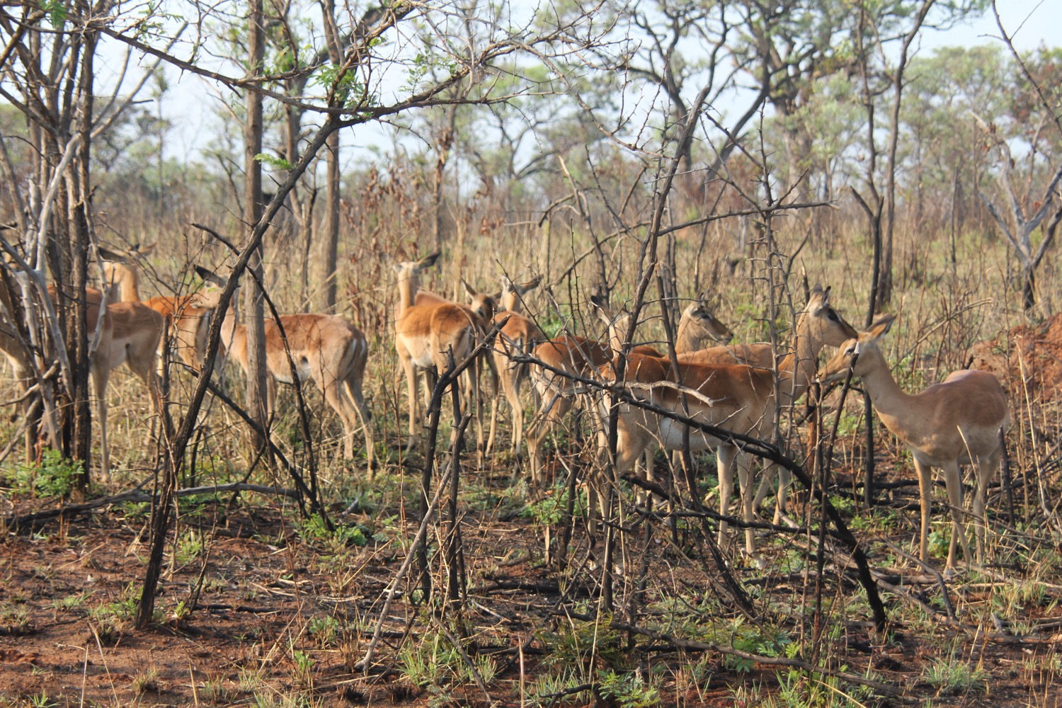 Kruger National Park - 39