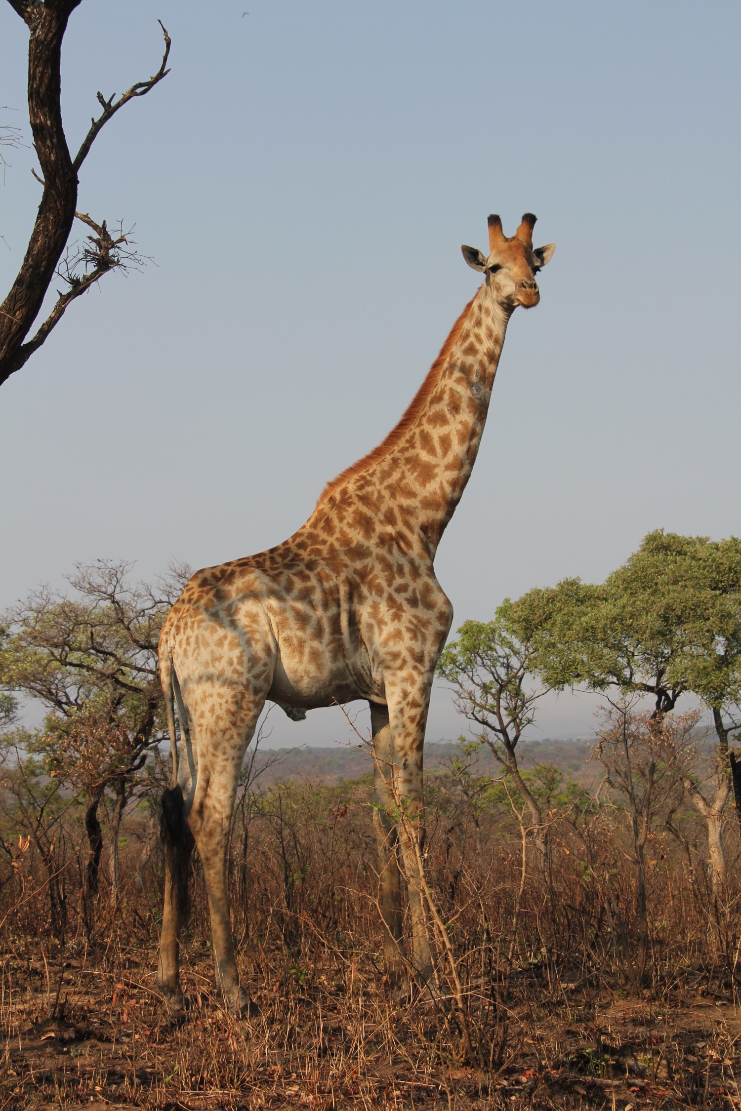 Kruger National Park - 41