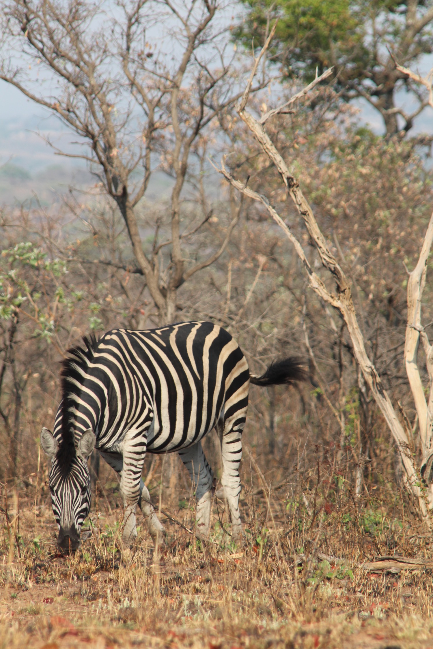 Kruger National Park - 44