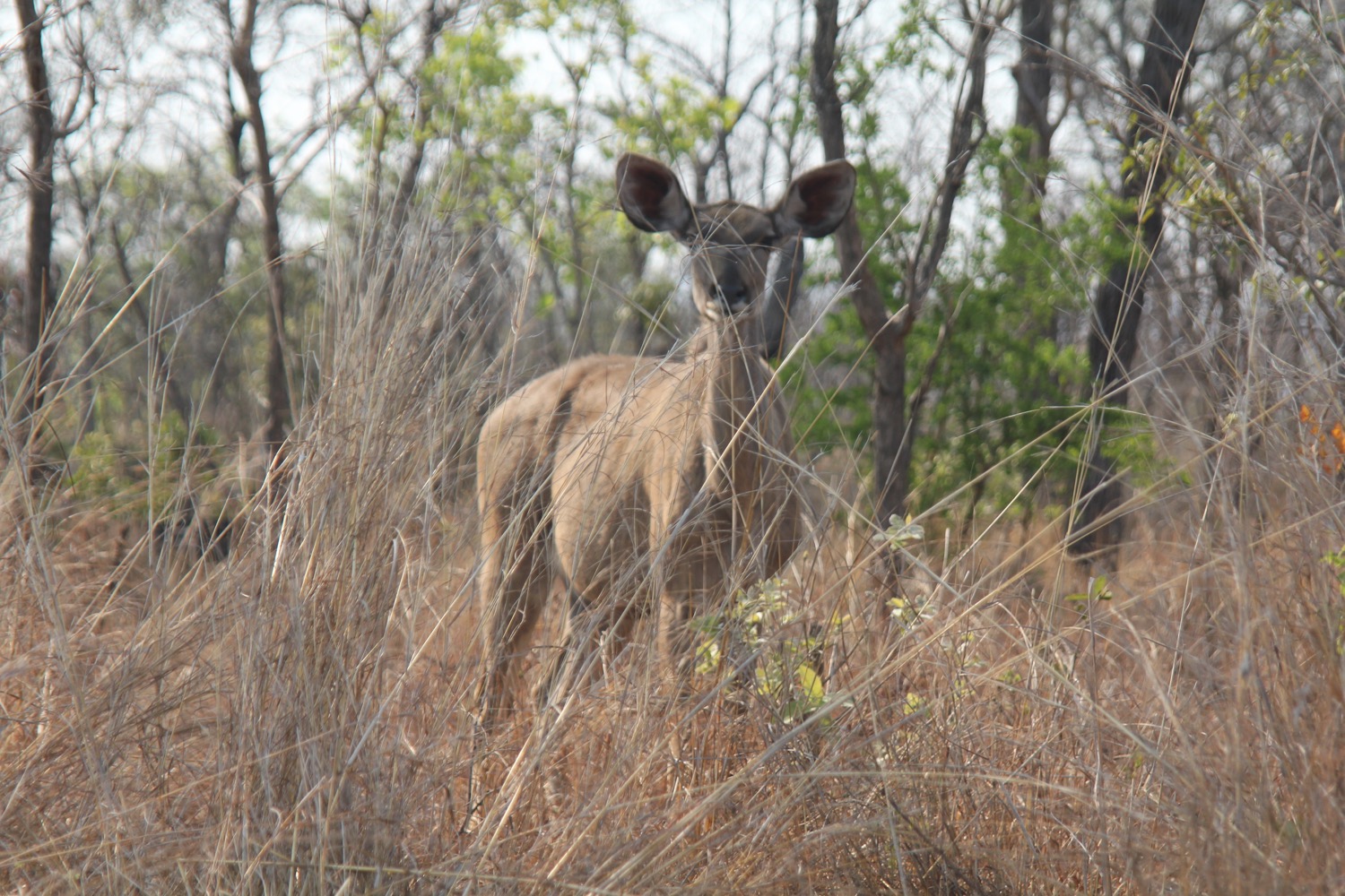 Kruger National Park - 45