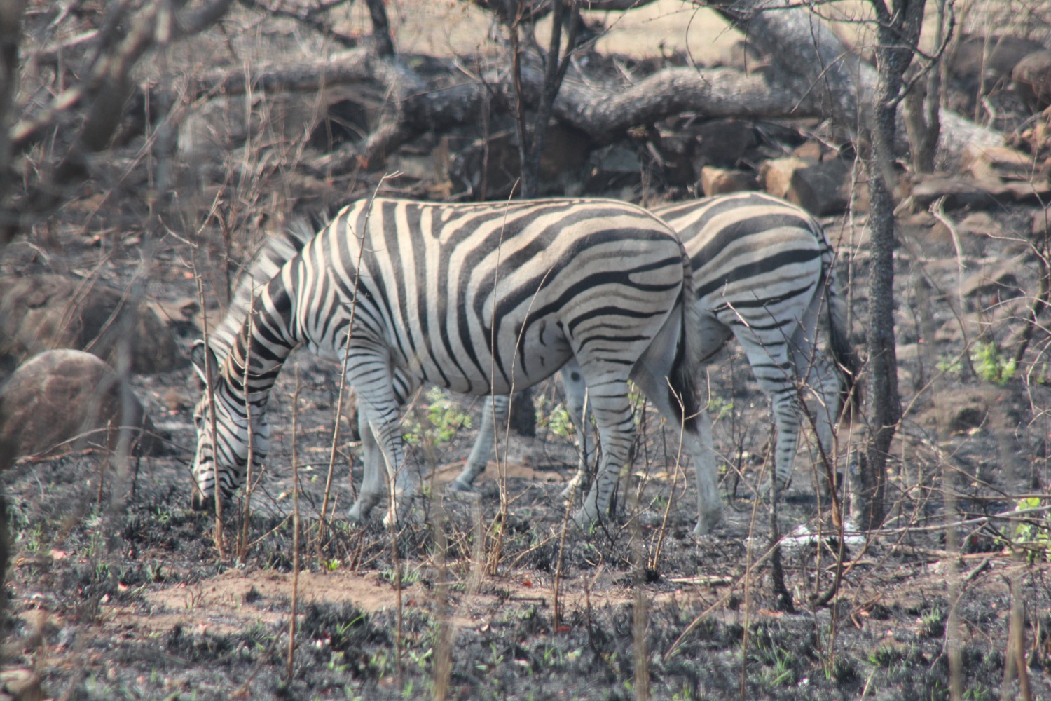 Kruger National Park - 51