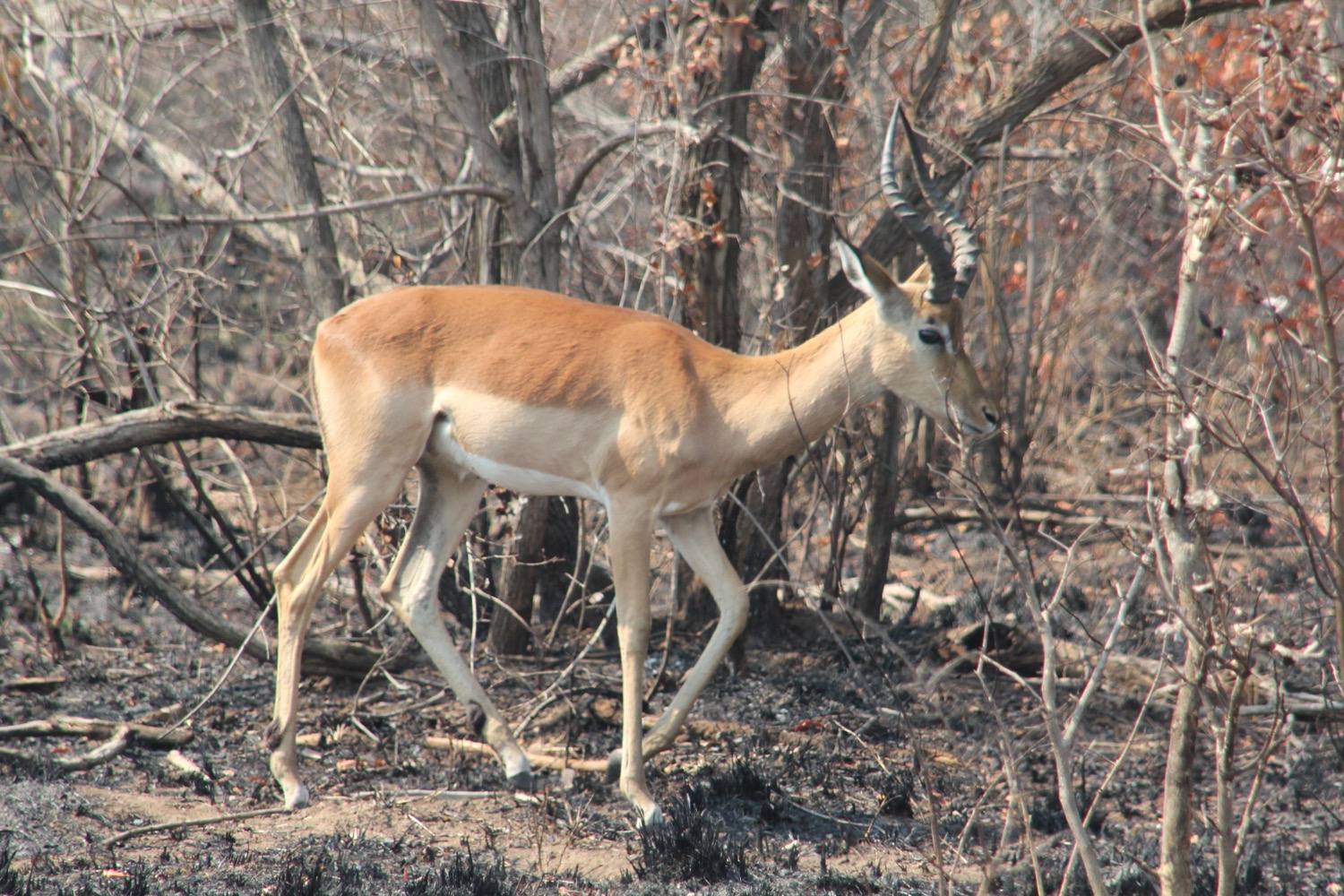Kruger National Park - 54
