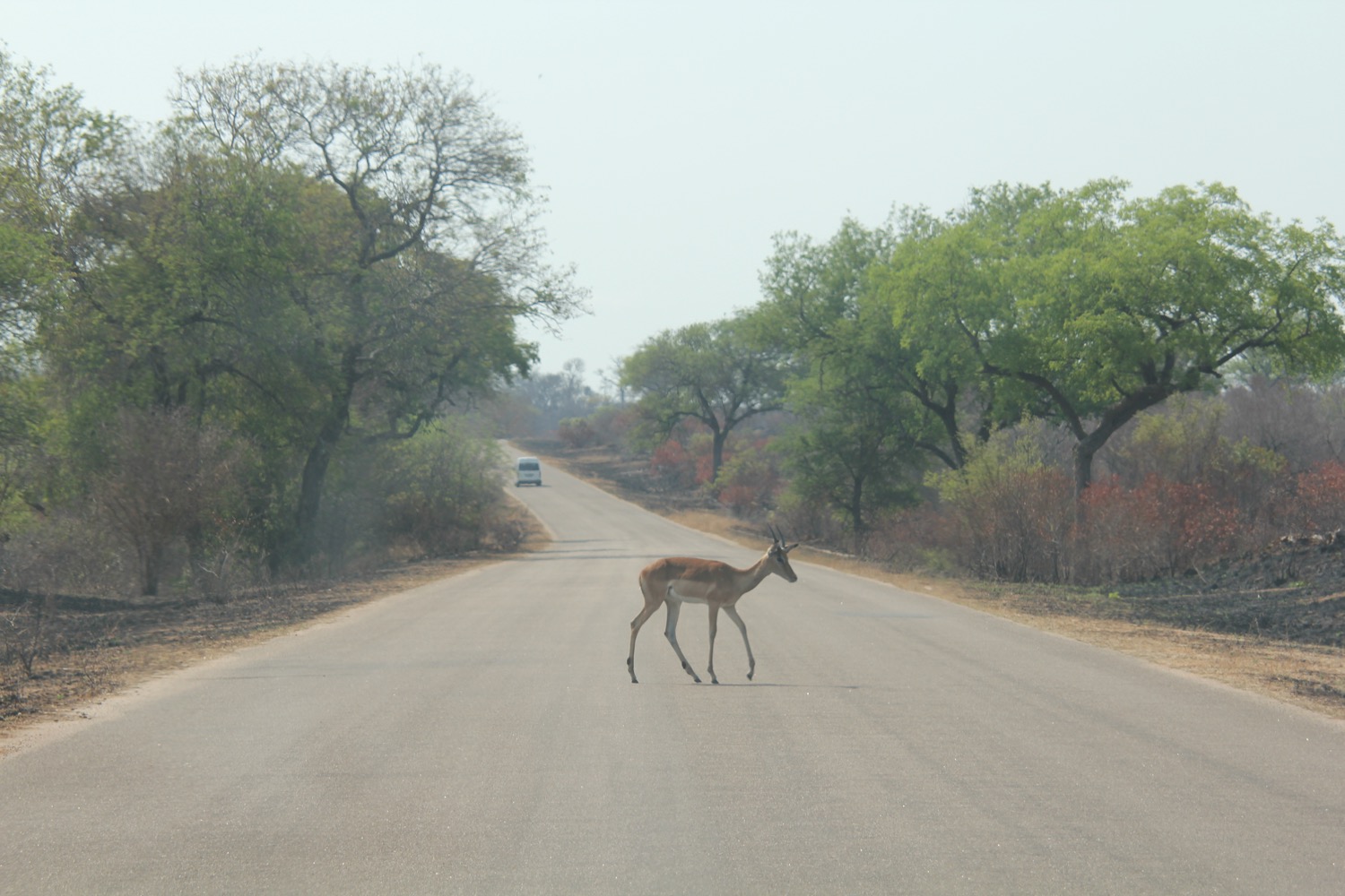Kruger National Park - 55