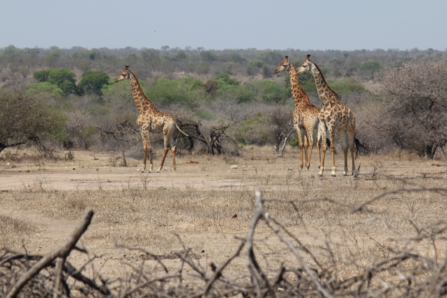 Kruger National Park - 61