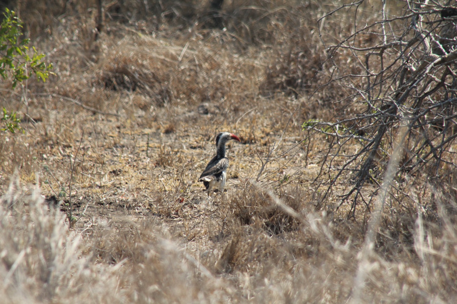 Kruger National Park - 63