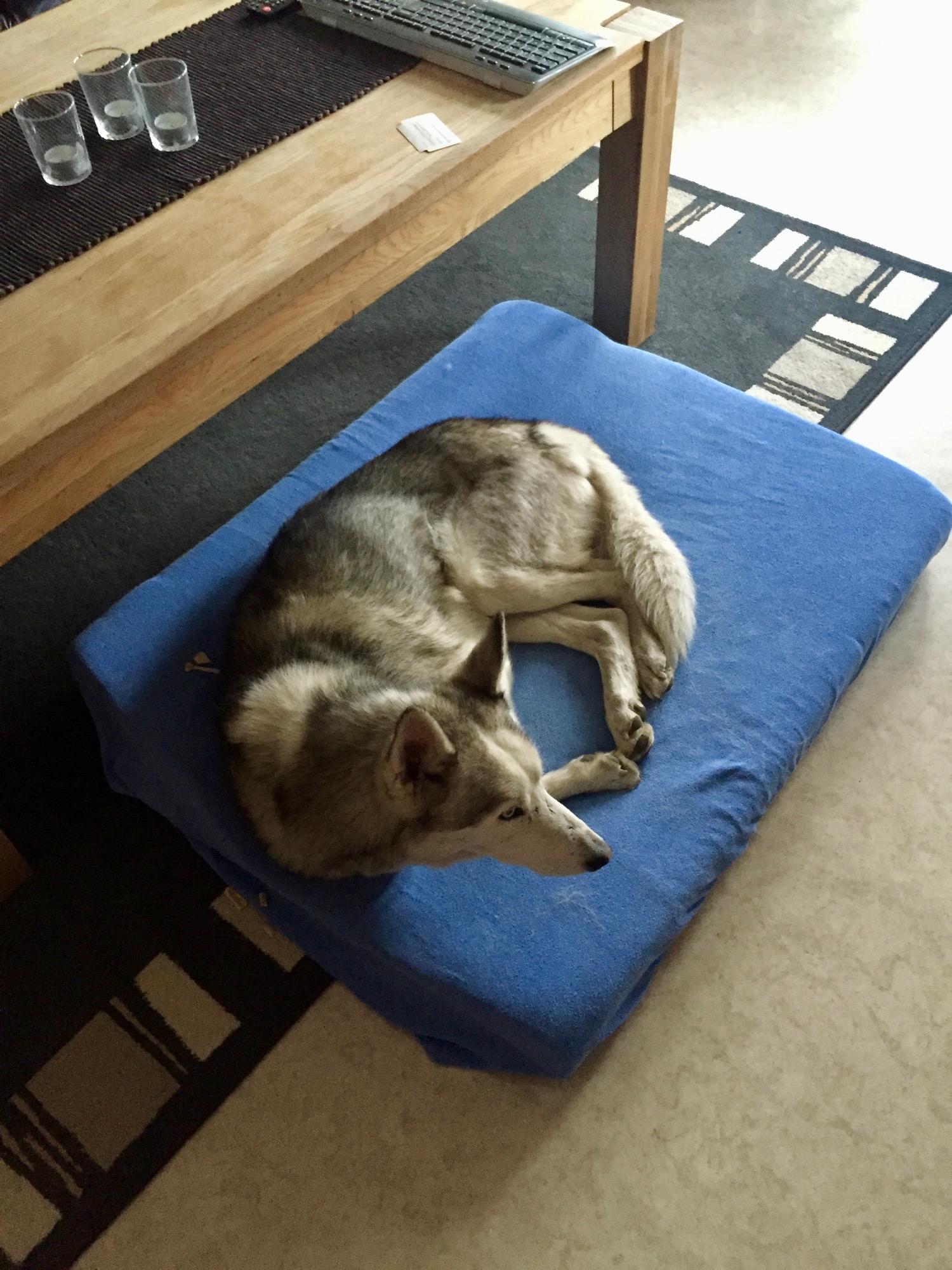 a dog lying on a blue cushion