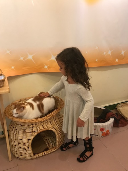 a girl petting a cat in a basket