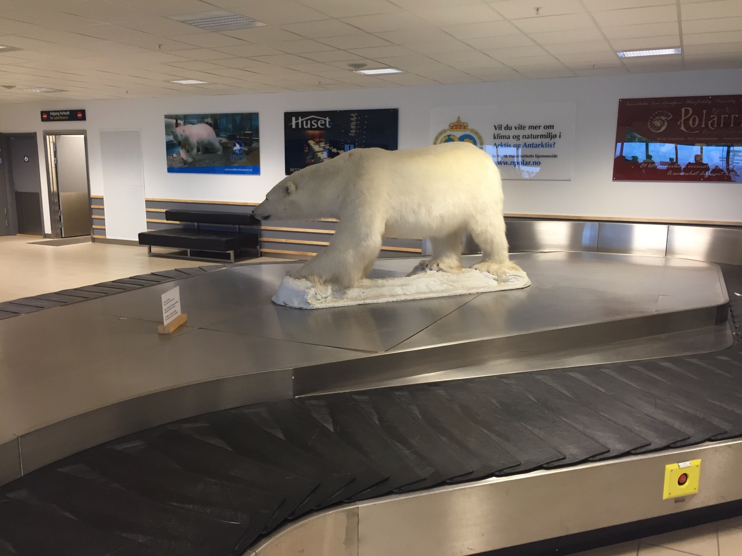 a polar bear on a conveyor belt