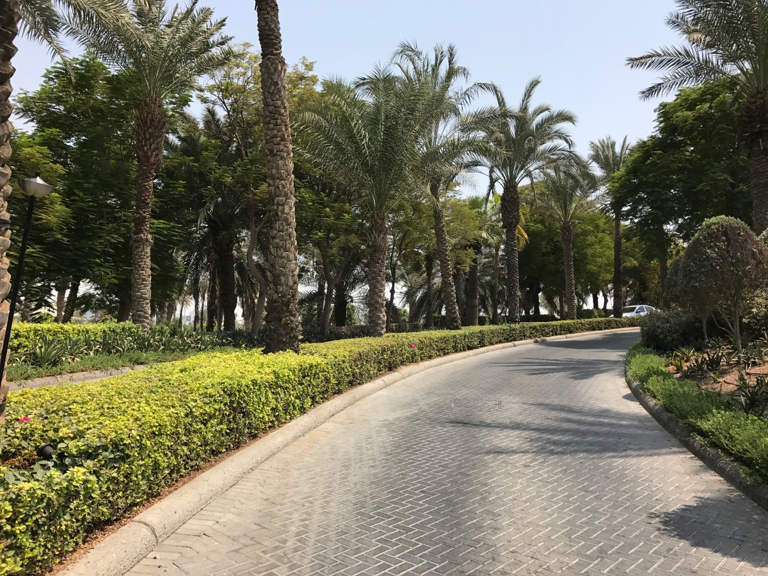 a road with palm trees and bushes
