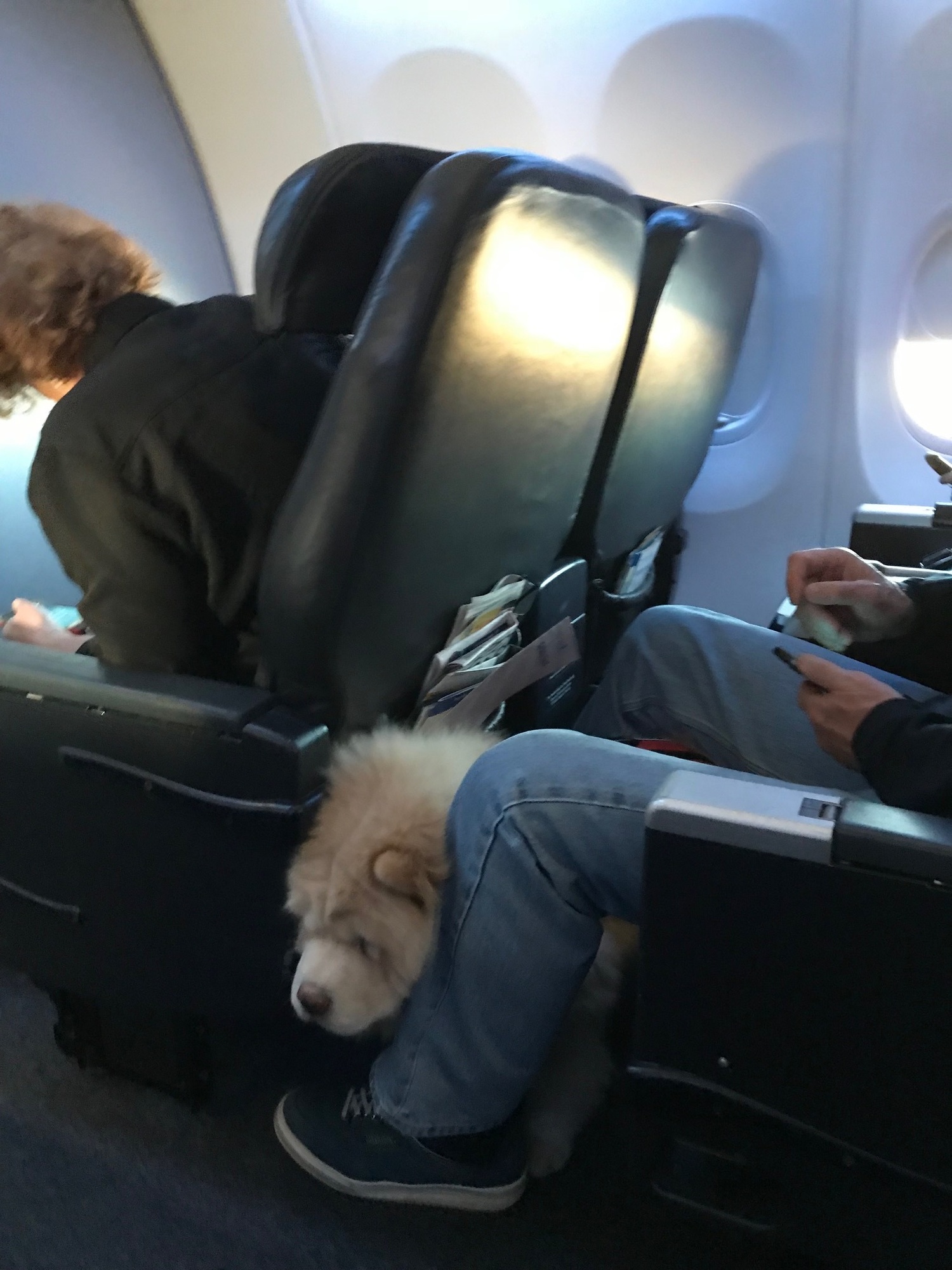 a dog sitting on a seat in an airplane