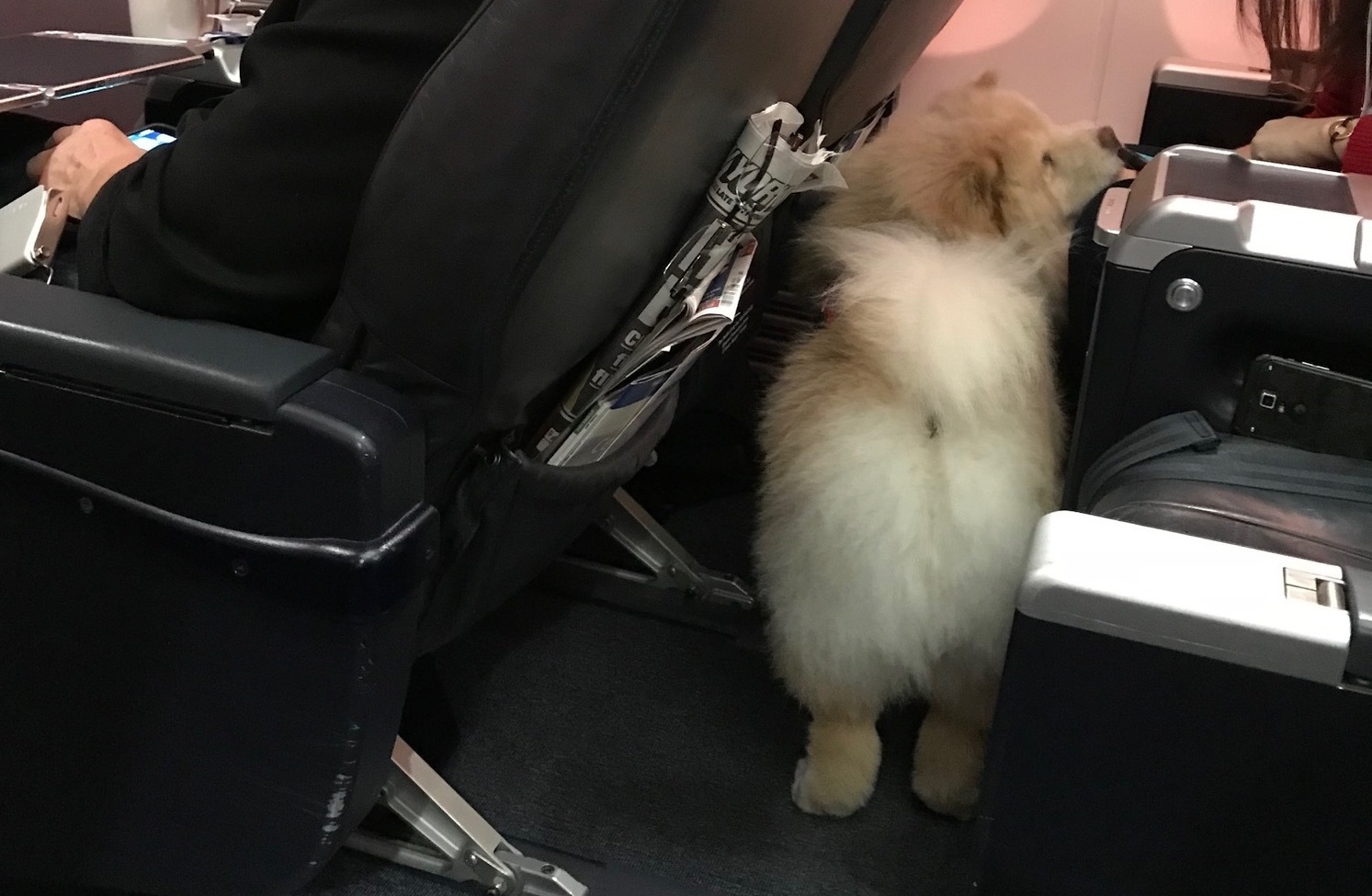 a dog sitting in an airplane