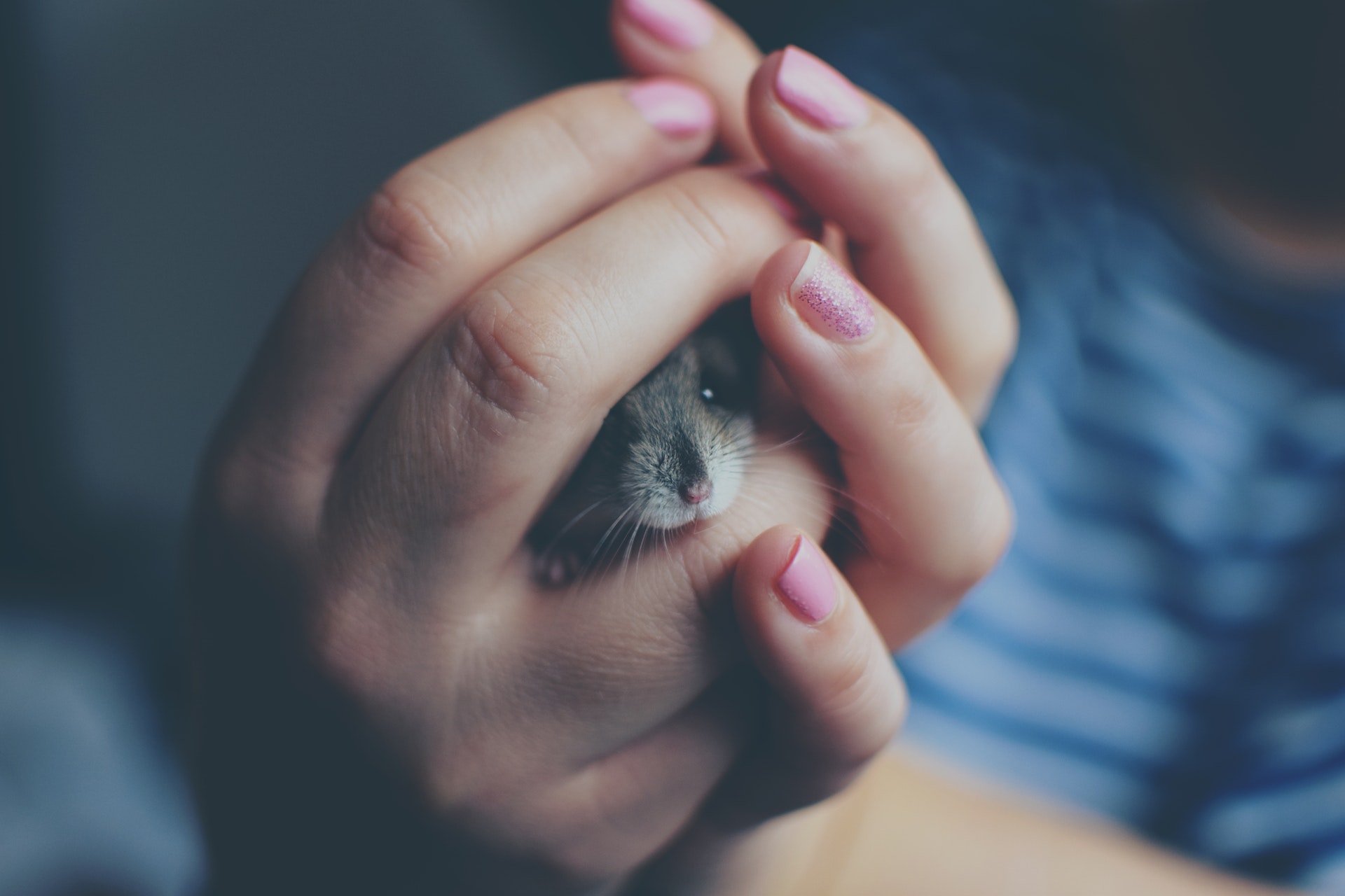 a person holding a mouse