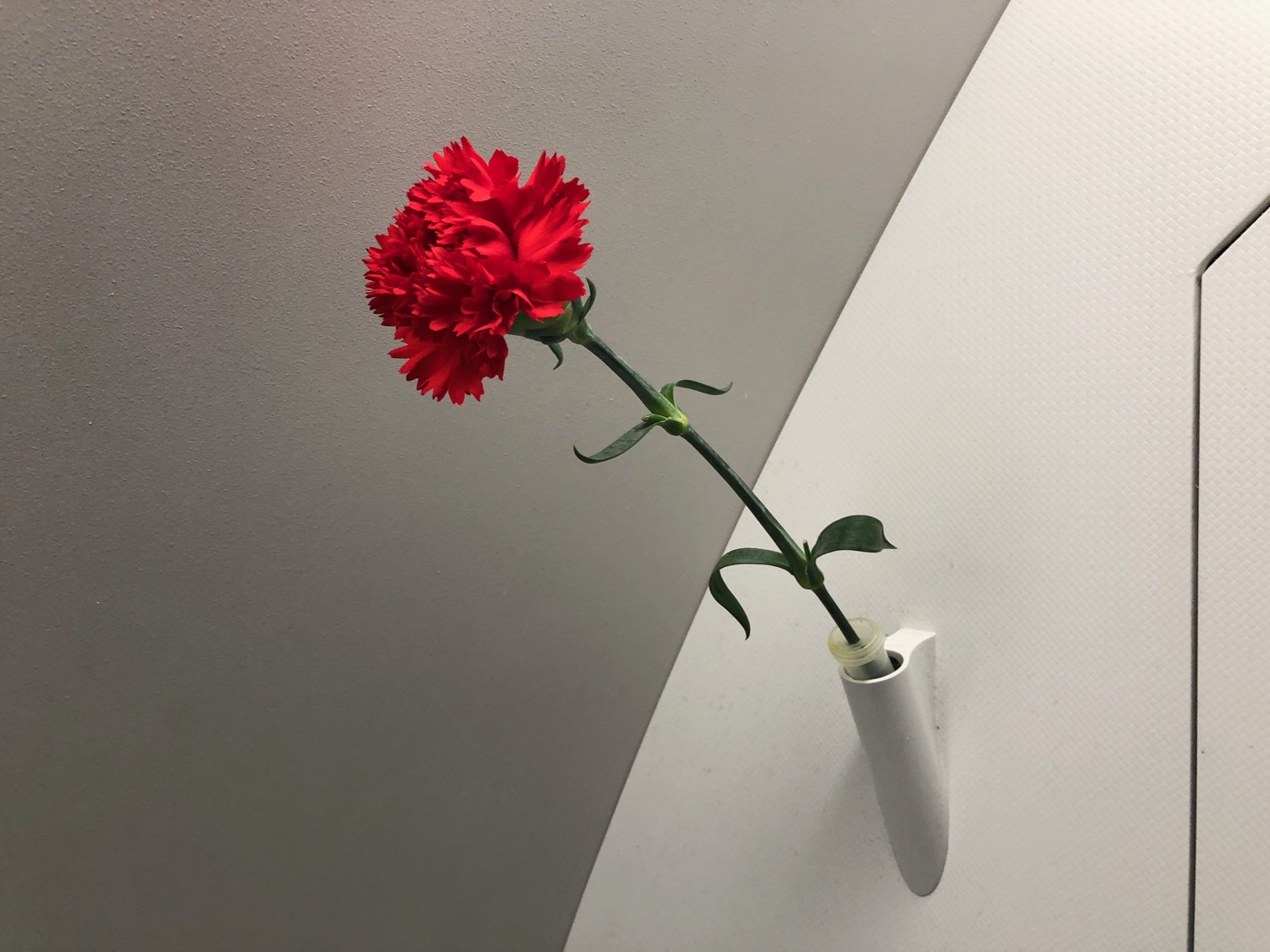 a red flower in a vase