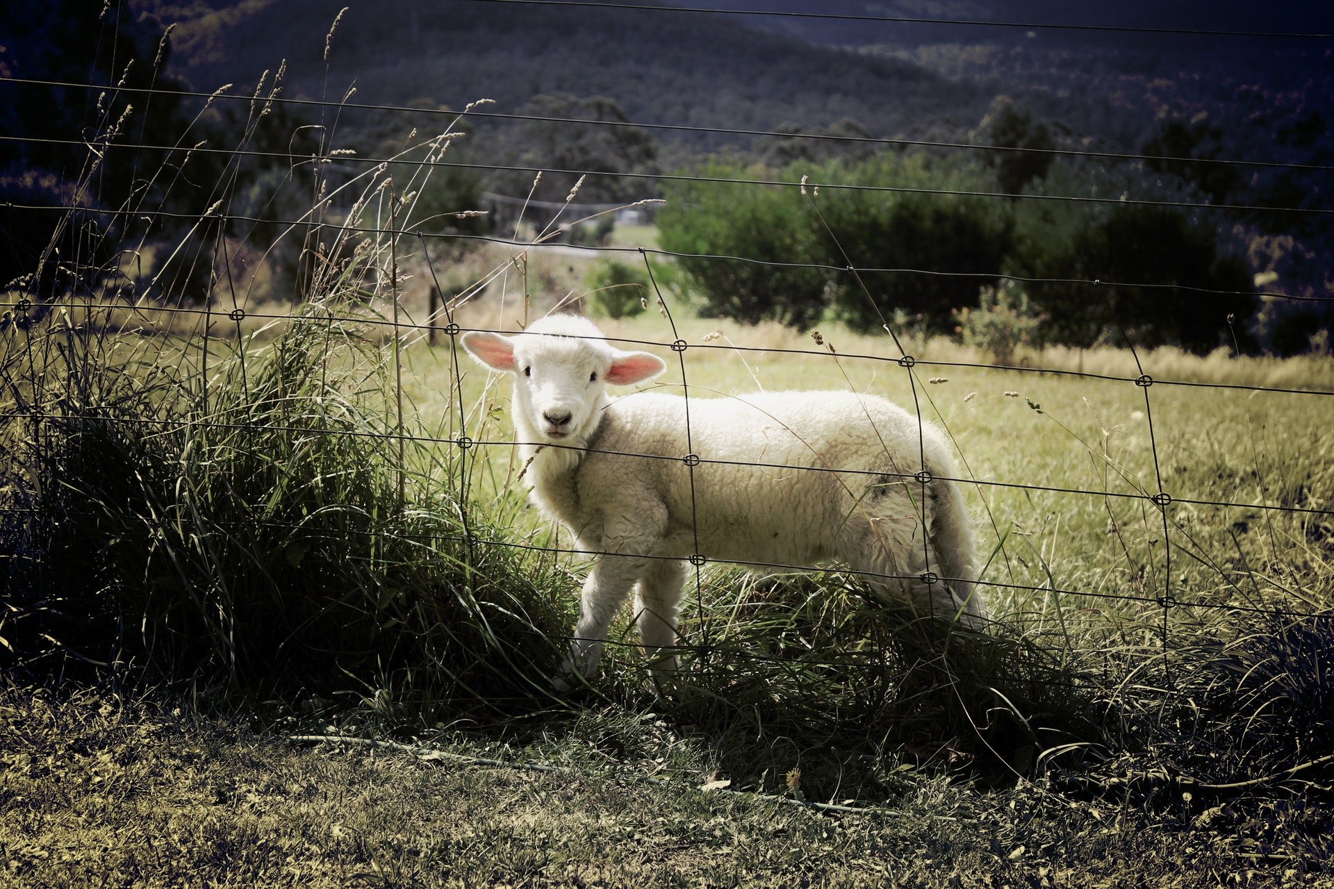 a baby sheep behind a fence
