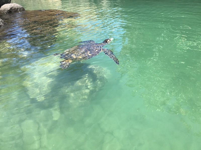 A sea turtle swimming in the lagoon, close enough to touch. 