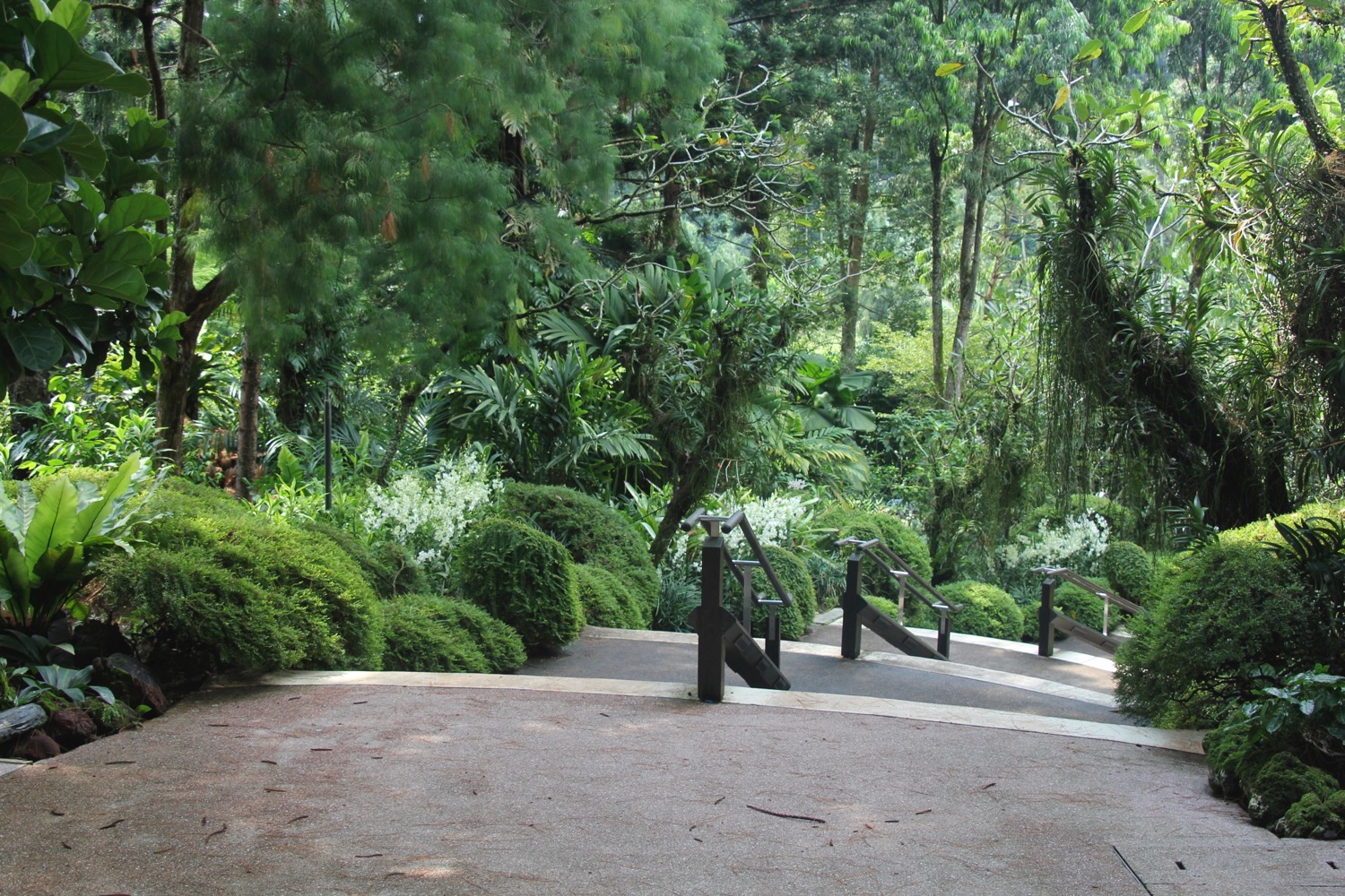 a walkway in a park with trees and bushes