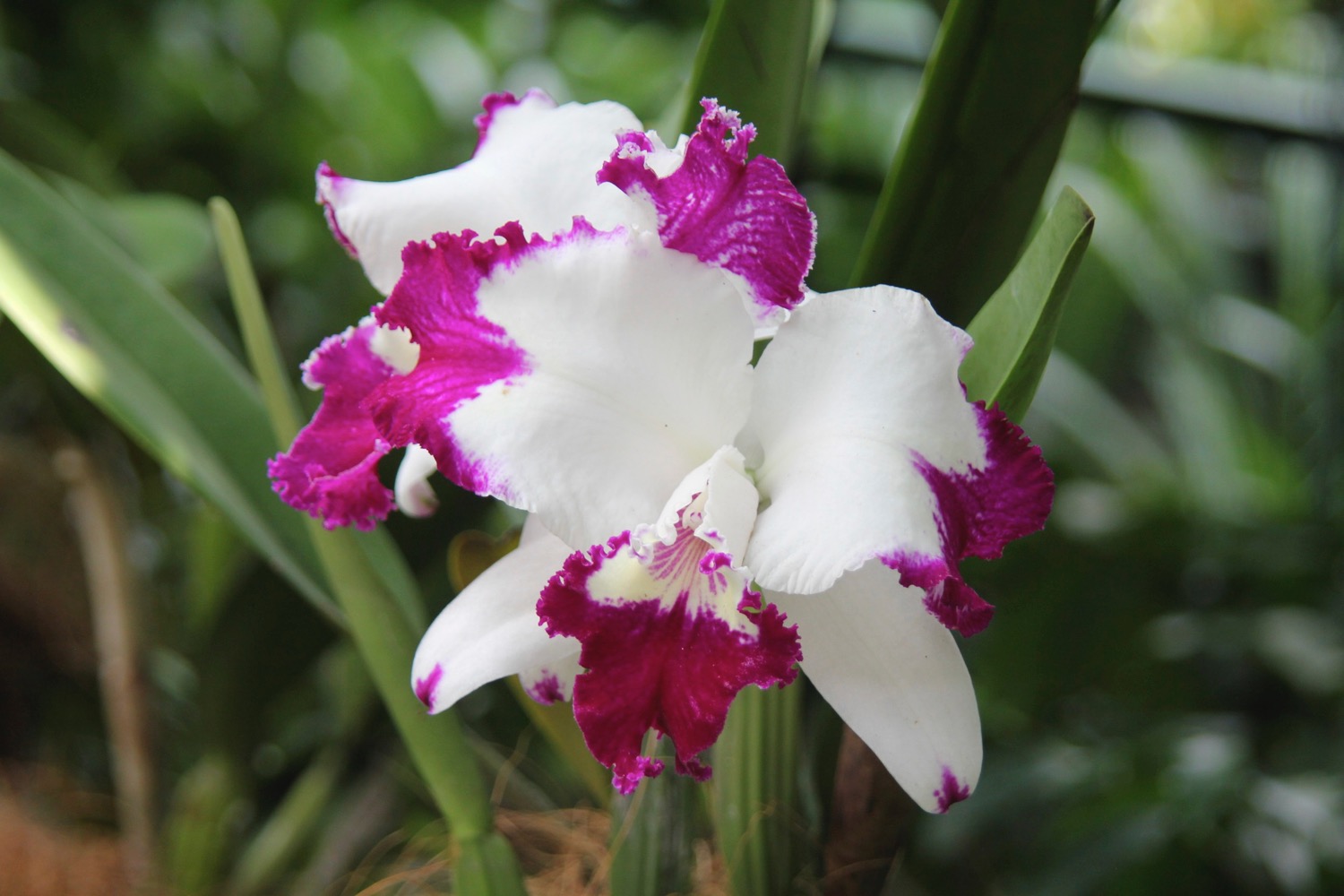 a white and purple flower