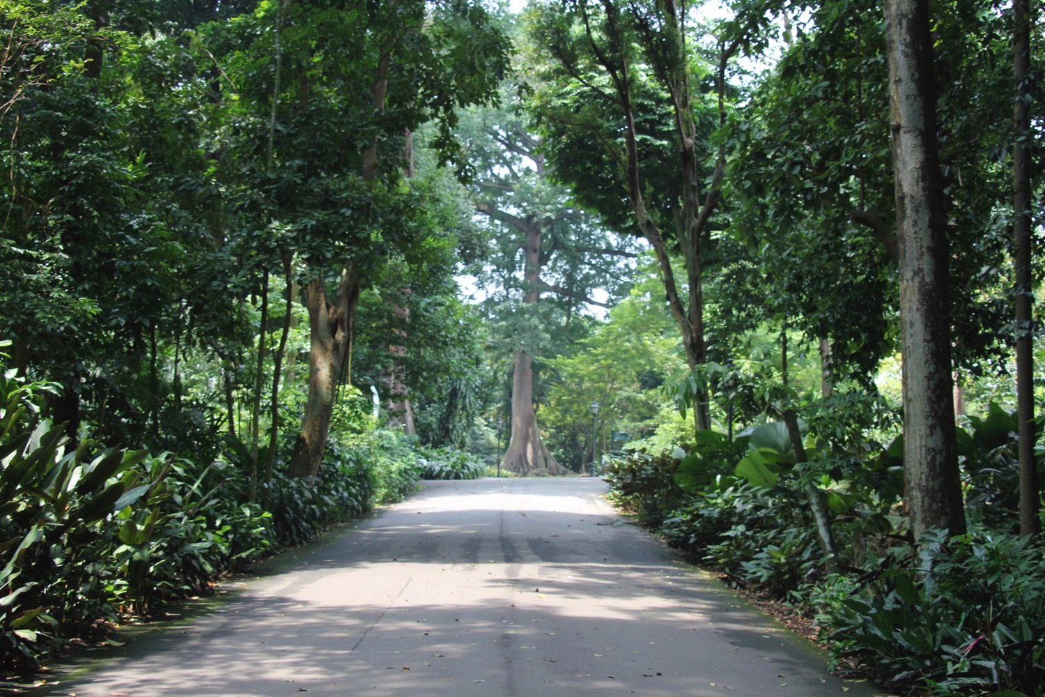 a road with trees and plants around it