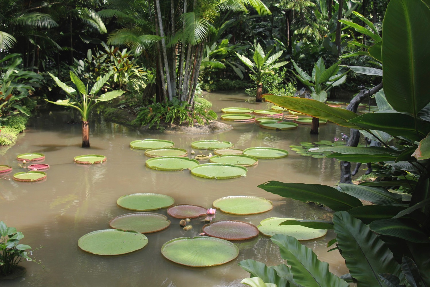 a pond with lily pads and trees