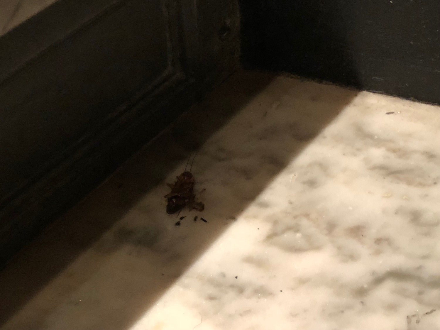 a insect on the floor
