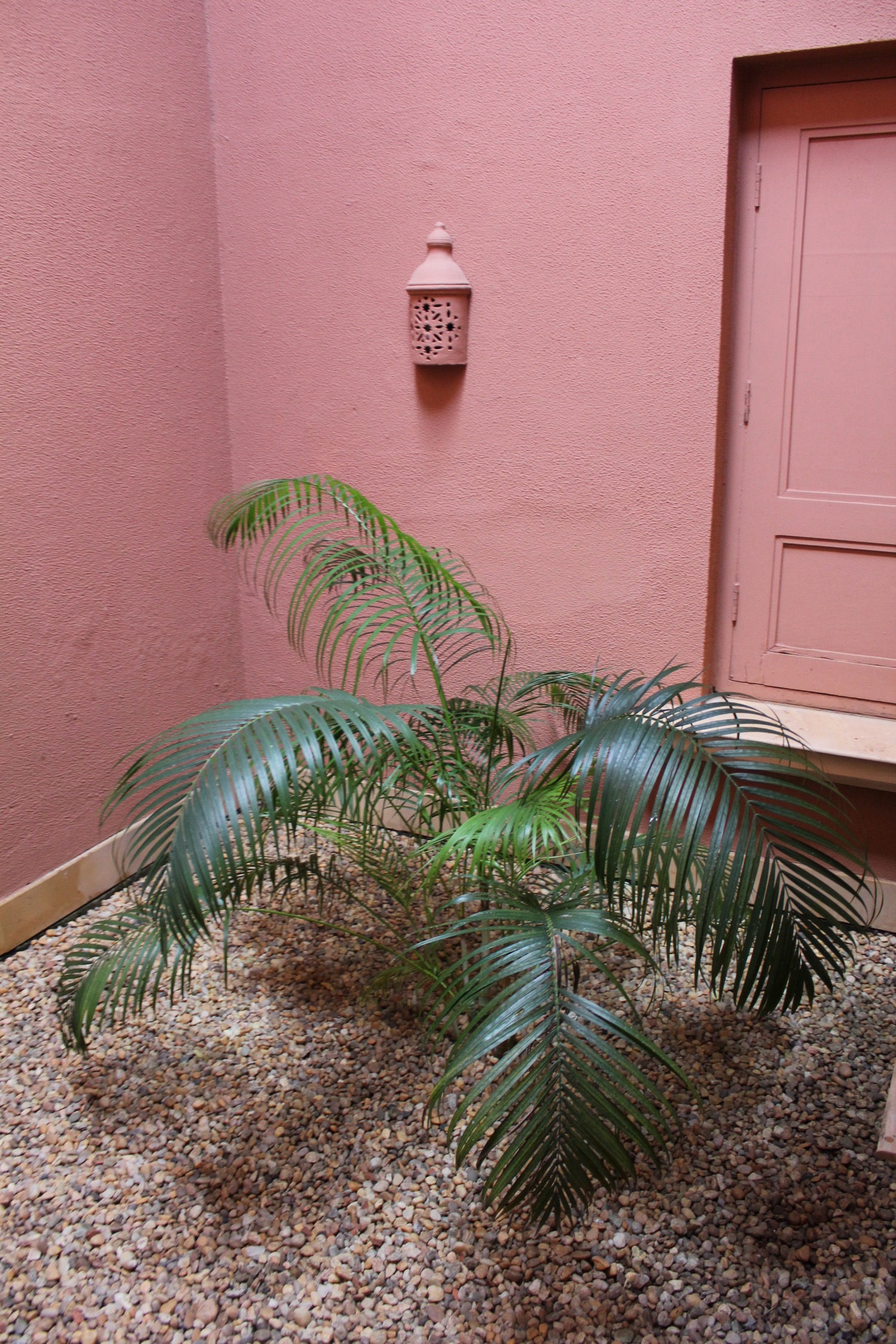a plant in a corner of a room