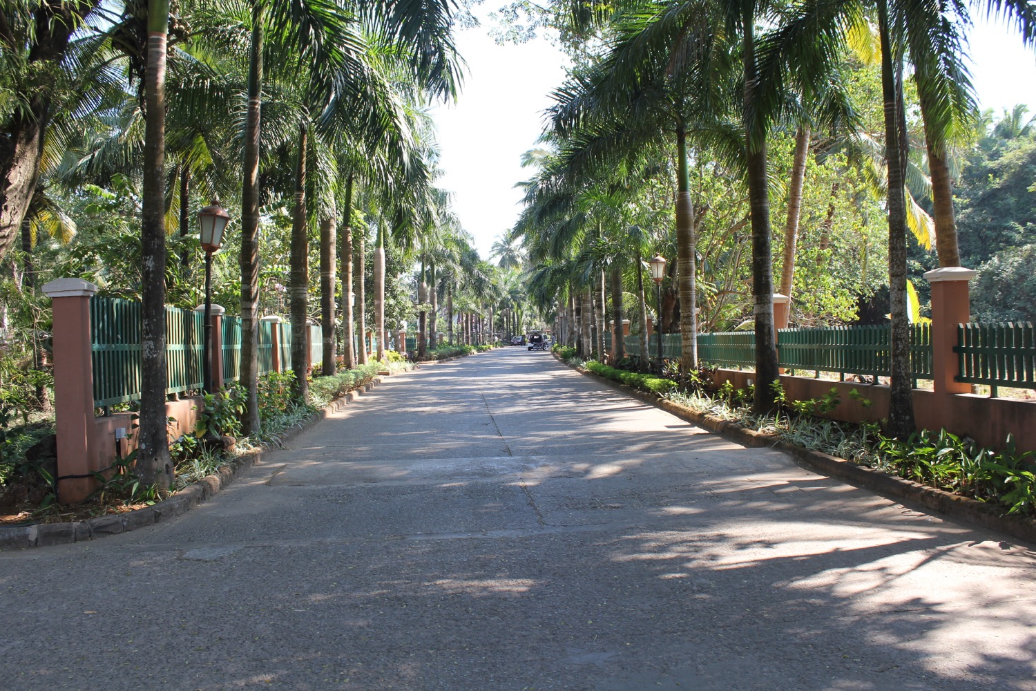 a road with palm trees and a fence