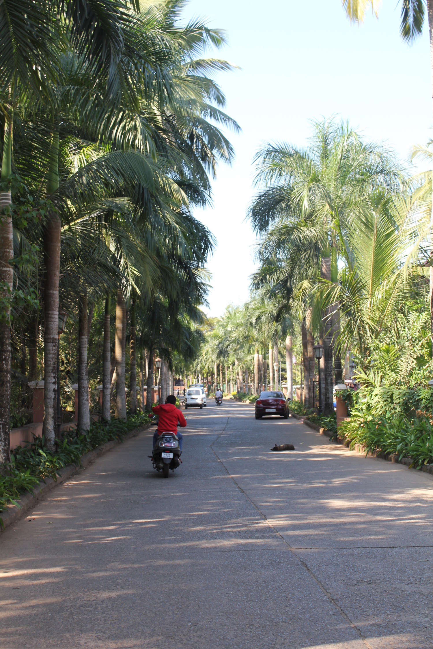 a person riding a motorcycle on a road with palm trees