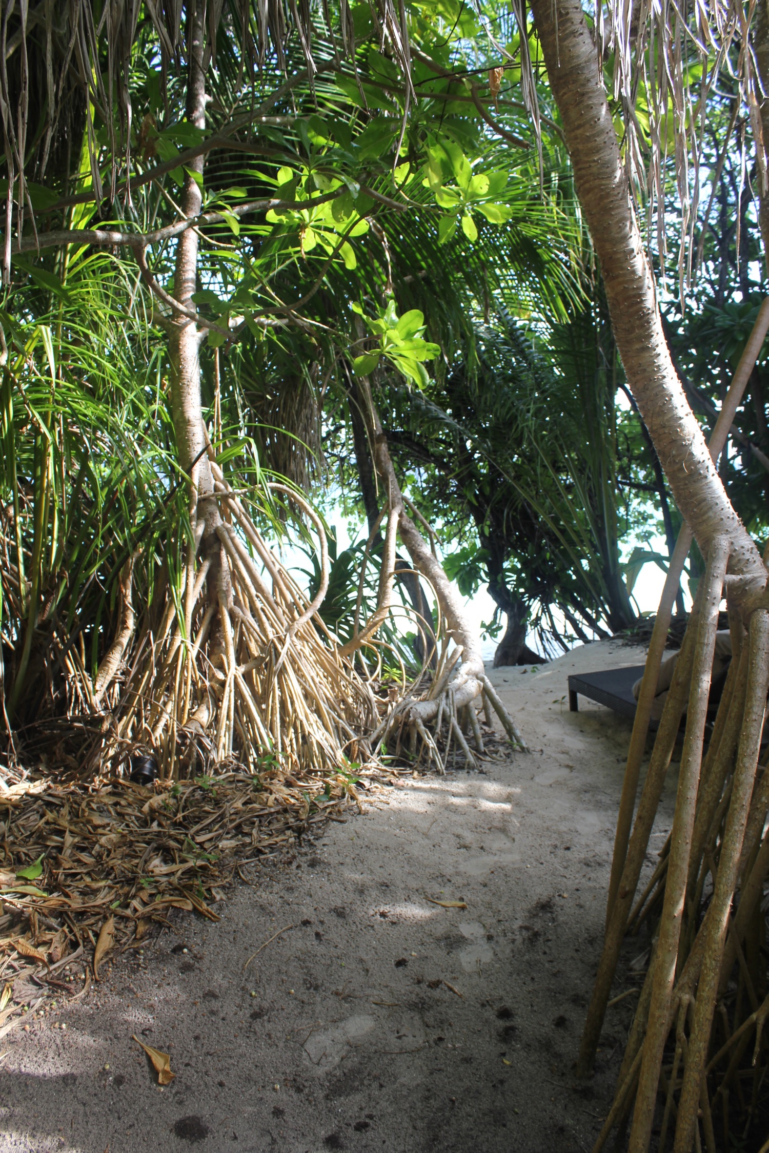 a beach with trees and sand