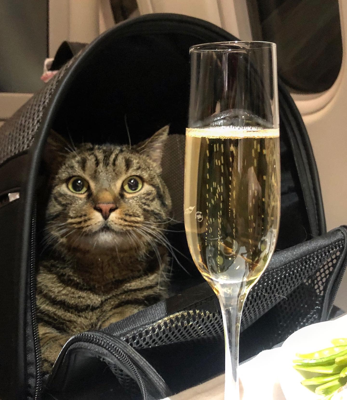 a cat in a carrier with a glass of champagne