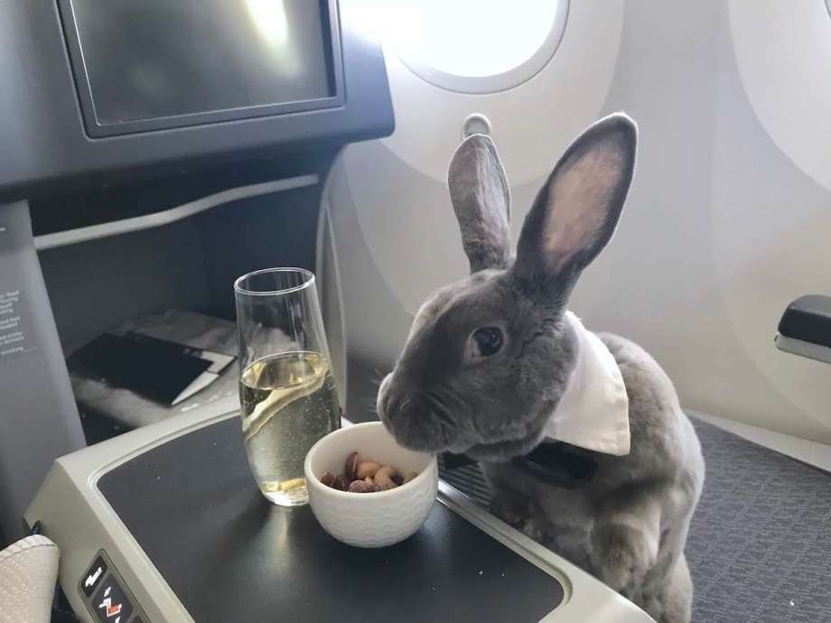 Emotional Support Bunny Flies Business Class On United... - Live and Let's  Fly