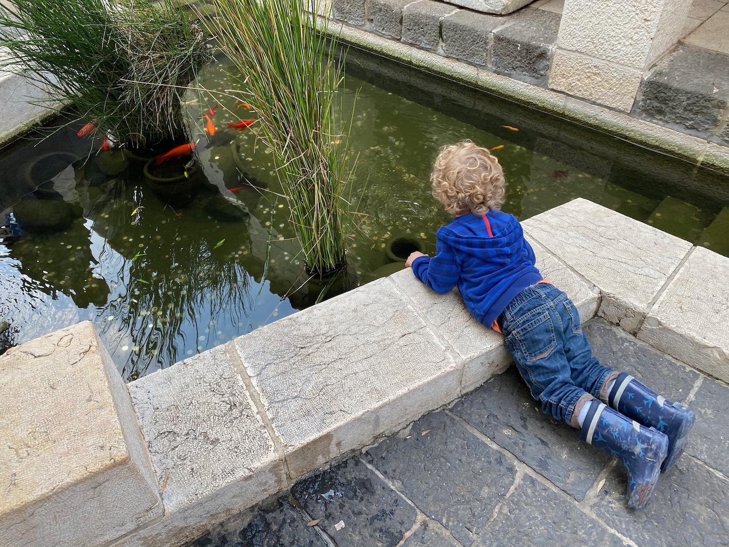 a child looking at fish in a pond