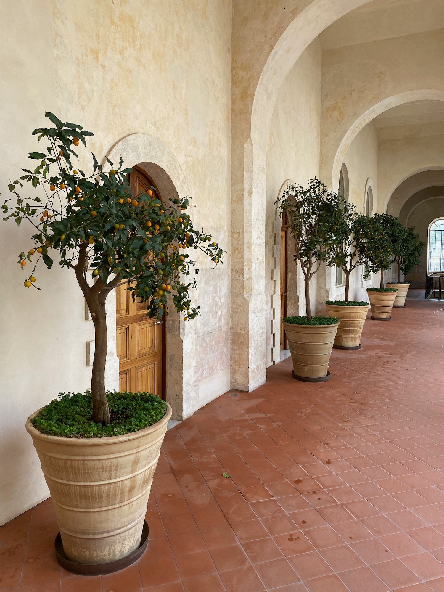 a row of potted trees in a hallway