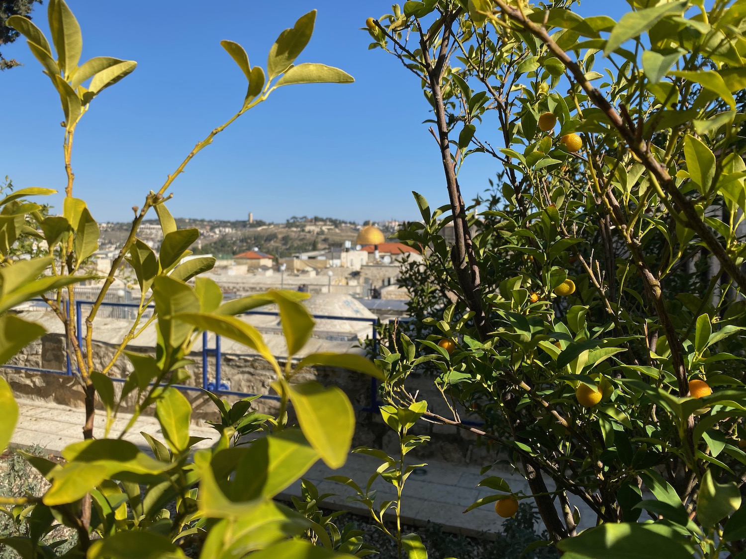 a tree with leaves and a city in the background
