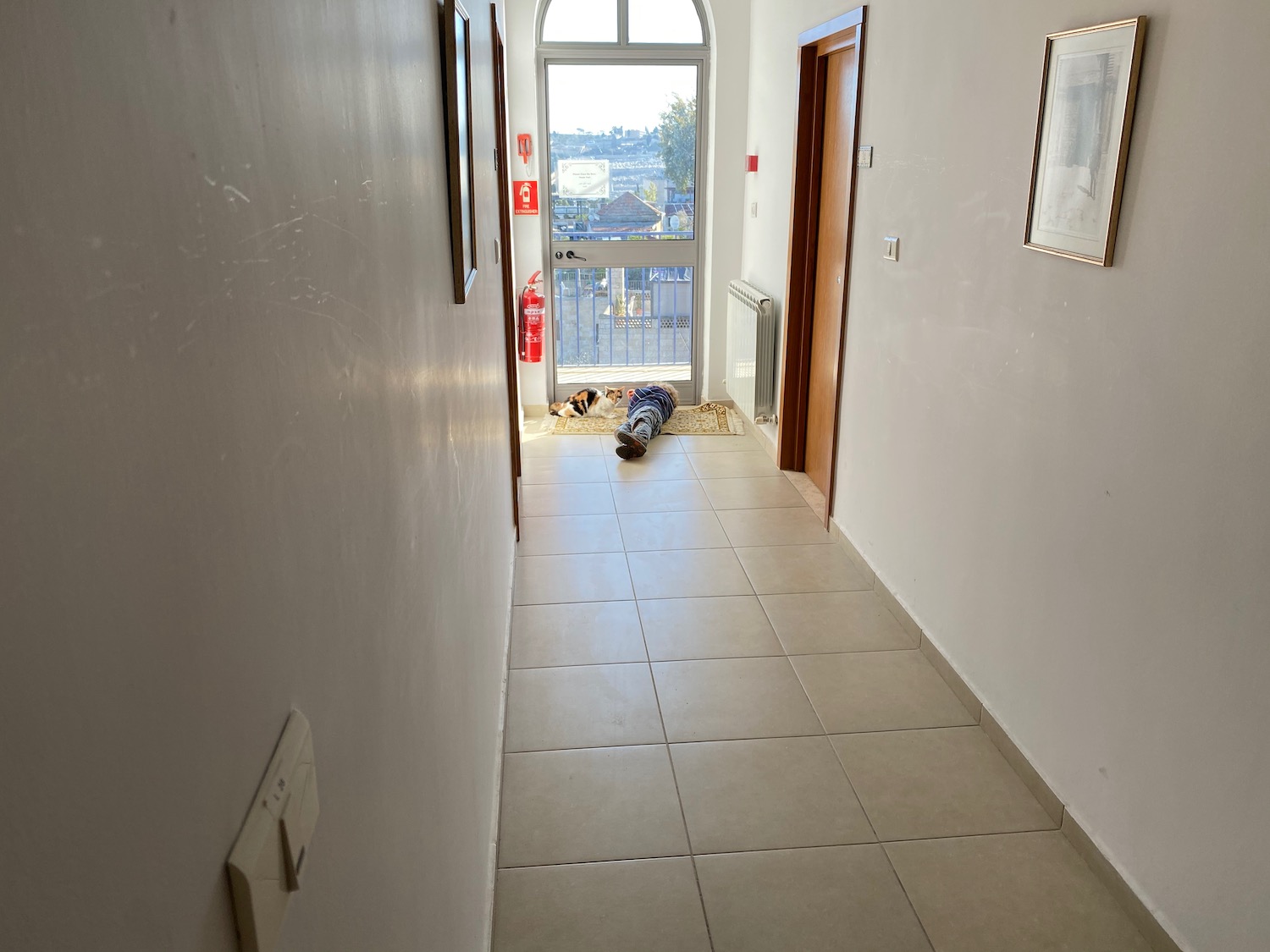 a dog lying on a rug in a hallway